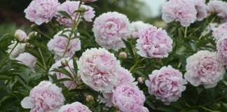 Пион молочноцветковый "Сара Бернар" (Paeonia lactiflora 'Sarah Bernhardt')