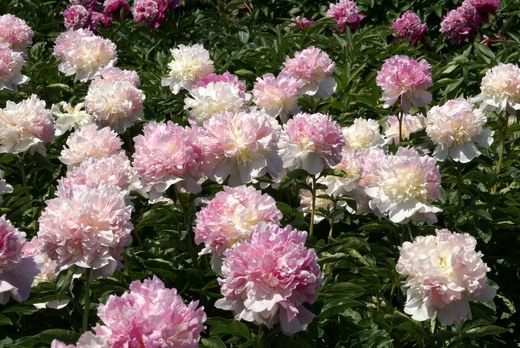 Пион (Paeonia)