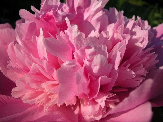 Пион (Paeonia)