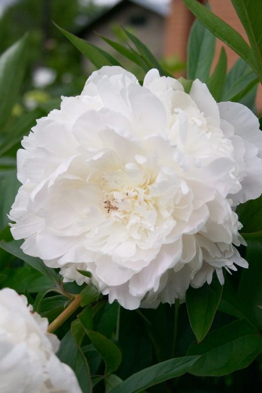 Пион (Paeonia)