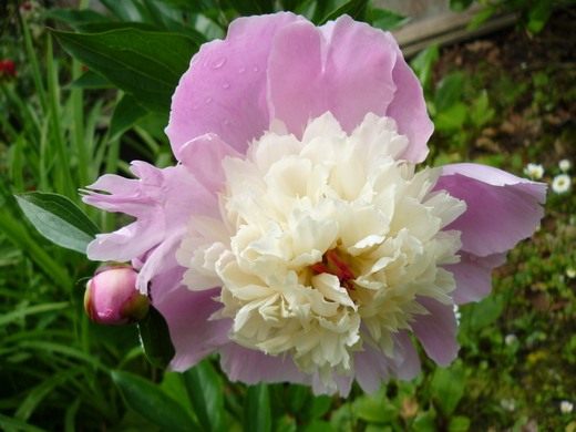 Пион (Paeonia)