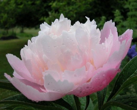 Пион (Paeonia)