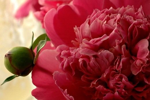 Пион (Paeonia)