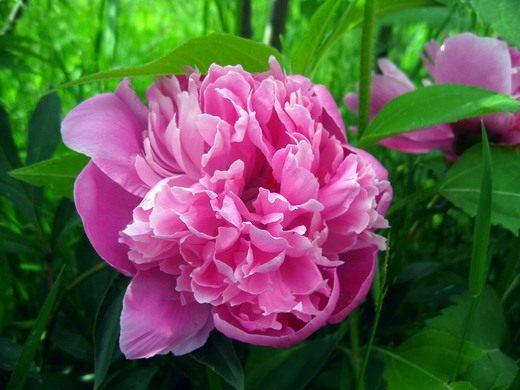 Пион (Paeonia)