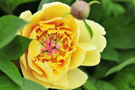 Пион (Paeonia)