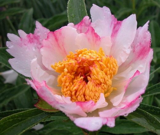 Пион (Paeonia)