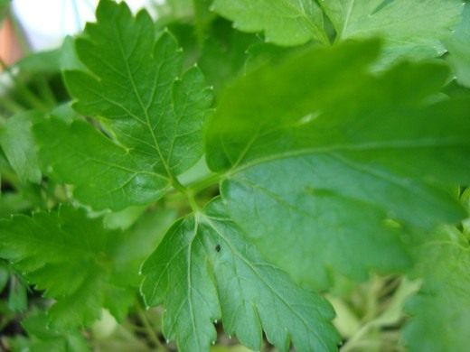 Петрушка кудрявая, или Петрушка курчавая (Petroselinum crispum) Петрушка кудрявая, или Петрушка курчавая (Petroselinum crispum)