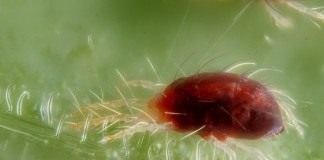 Обыкновенный паутинный клещ (Tetranychus urticae)