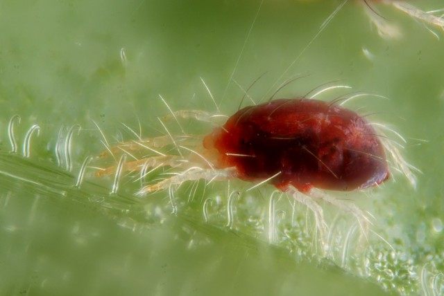 Обыкновенный паутинный клещ (Tetranychus urticae) Обыкновенный паутинный клещ (Tetranychus urticae)