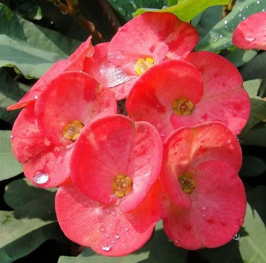 Молочай Миля, или Молочай прекрасный, или Эуфорбия Миля (Euphorbia speciosa) Молочай Миля, или Молочай прекрасный, Эуфорбия Миля (Euphorbia speciosa)