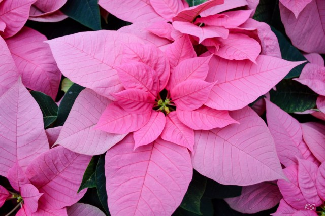 Пуансеттия (Euphorbia pulcherrima) Пуансеттия (Euphorbia pulcherrima)