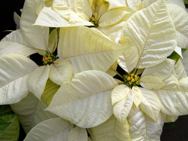 Пуансеттия (Euphorbia pulcherrima) Пуансеттия (Euphorbia pulcherrima)