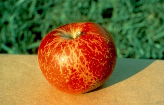 Побурение яблока из-за мучнистой росы