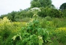 Борщевик Сосновского (Heracleum sosnowskyi)
