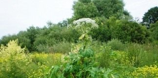 Борщевик Сосновского (Heracleum sosnowskyi)