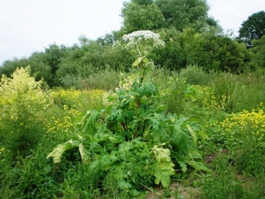 Борщевик Сосновского (Heracleum sosnowskyi)