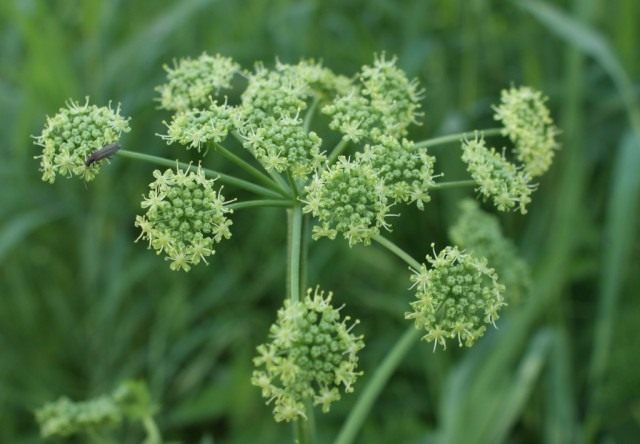 Соцветие борщевика сибирского (Heracleum sibiricum) Соцветие борщевика сибирского (Heracleum sibiricum)