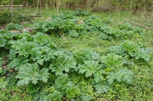 Борщевик Сосновского (Heracleum sosnowskyi)