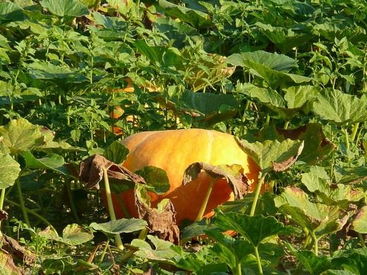 Тыква (Pumpkin) Тыква (Pumpkin)