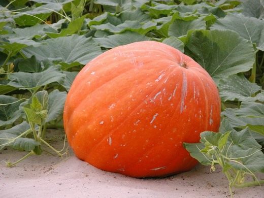 Тыква (Pumpkin)