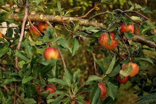 Яблоня (Apple tree)
