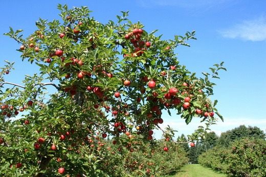 Яблоня (Apple tree)