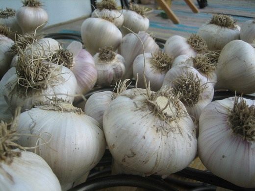 Чеснок (Garlic)