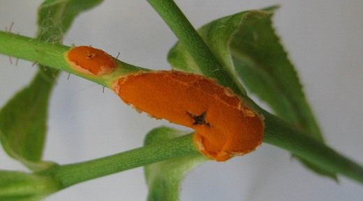 Ржавчина (Mildew)