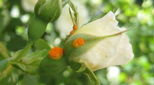 Ржавчина (Mildew)
