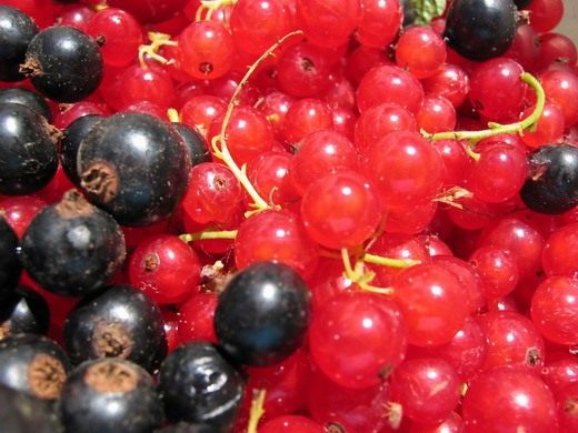 Ягоды чёрной и красной смородины Ягоды чёрной и красной смородины