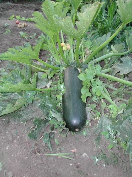Кабачок (Vegetable marrow)