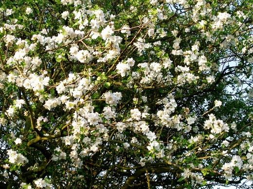 Яблоня (Apple tree)