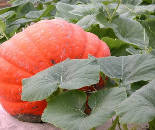 Тыква (Pumpkin) Тыква (Pumpkin)