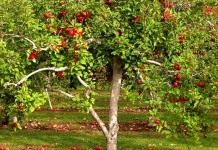 «Яблоки на снегу…» - Сад и огород