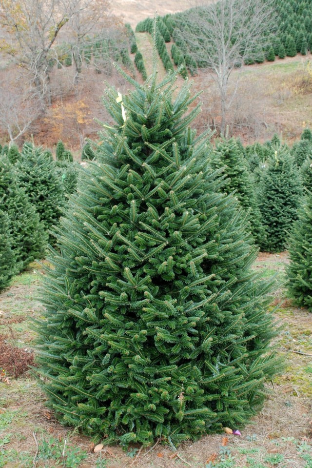 Пихта Фразера (Abies fraseri) Пихта Фразера (Abies fraseri)