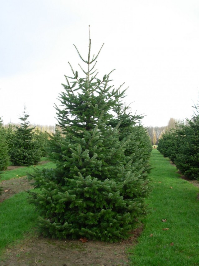 Пихта Нордмана, или Ель Датская (Abies nordmanniana) Пихта Нордмана, или Ель Датская (Abies nordmanniana)