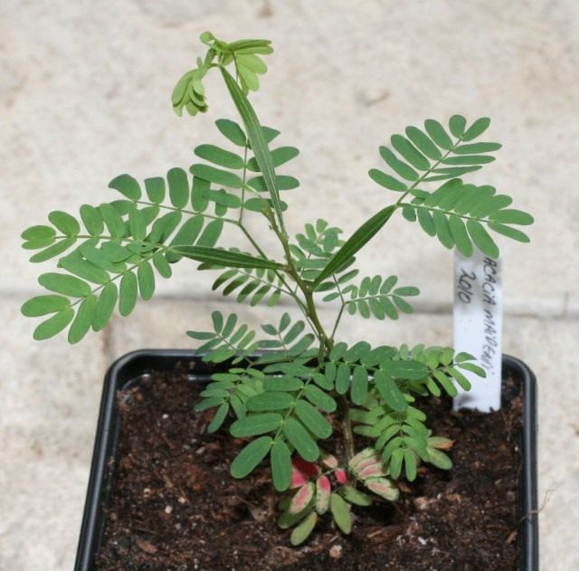 Саженец Акации Майдена (Acacia maidenii) Саженец Акации Майдена (Acacia maidenii)