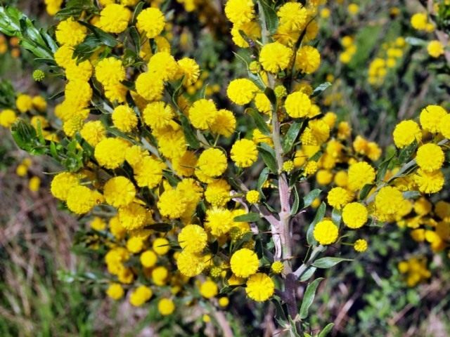 Акация пародаксальная (Acacia paradoxa) Акация пародаксальная (Acacia paradoxa)