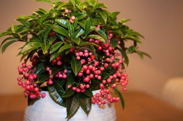 Ардизия городчатая (Ardisia crenata) Ардизия городчатая (Ardisia crenata)
