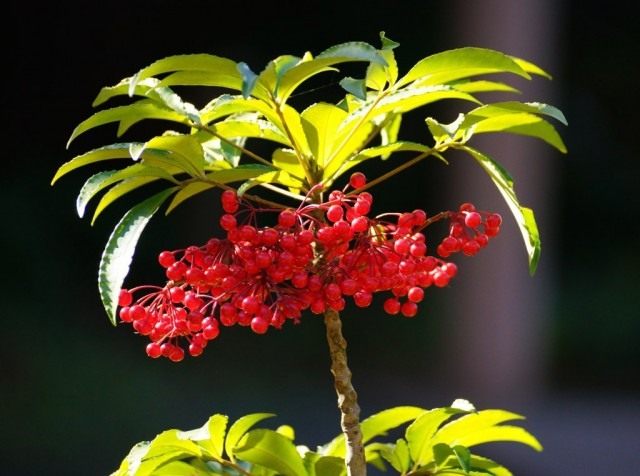 Ардизия городчатая (Ardisia crenata) Ардизия городчатая (Ardisia crenata)