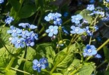 Бруннера крупнолистная (лат. Brunnera macrophylla)