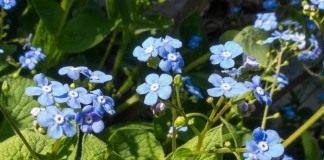 Бруннера крупнолистная (лат. Brunnera macrophylla)