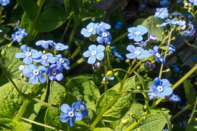 Бруннера крупнолистная (лат. Brunnera macrophylla) Бруннера крупнолистная (лат. Brunnera macrophylla)