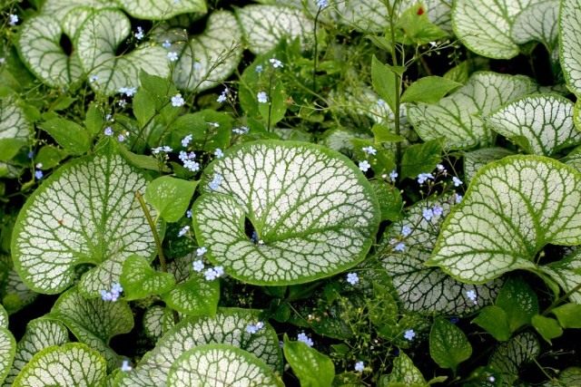 Бруннера крупнолистная «Джек Фрост» (Brunnera macrophylla 'Jack Frost') Бруннера крупнолистная «Джек Фрост» (Brunnera macrophylla 'Jack Frost')