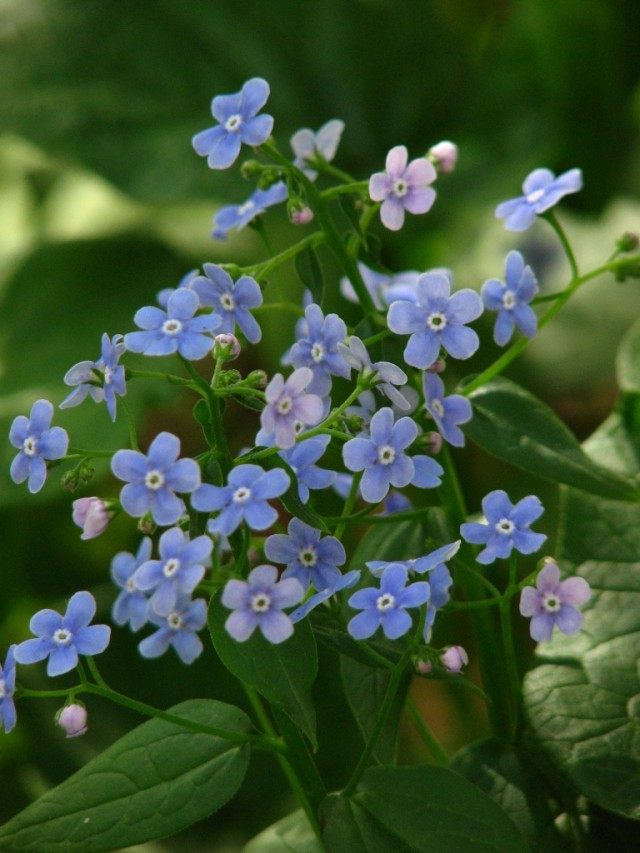 Бруннера сибирская (Brunnera sibirica) в цветниках Ботанического сада МГУ «Аптекарский огород». Москва Бруннера сибирская (Brunnera sibirica) в цветниках Ботанического сада МГУ «Аптекарский огород». Москва