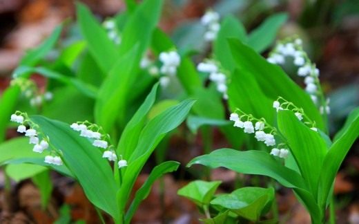 Ландыш майский (Convallaria majalis)