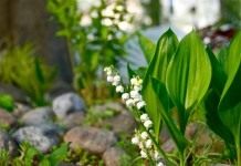 Ландыш майский (Convallaria majalis)