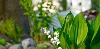 Ландыш майский (Convallaria majalis)