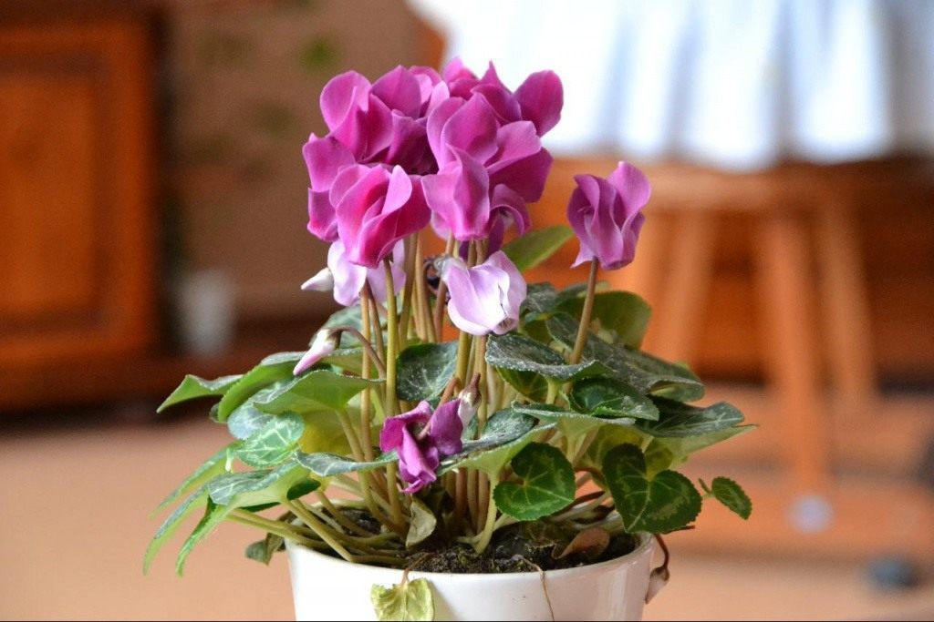 Раковина Раковина