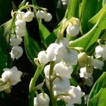 Ландыш майский 'Grandiflora' Ландыш майский 'Grandiflora'